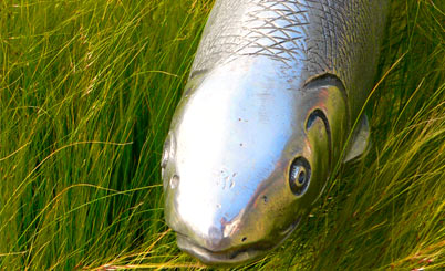 DDOS压力测试网页端